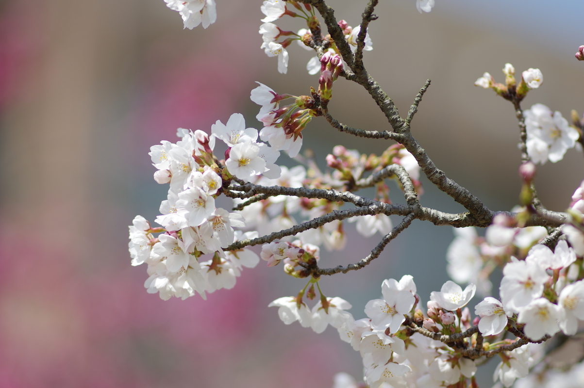 cherry_blossom.jpg