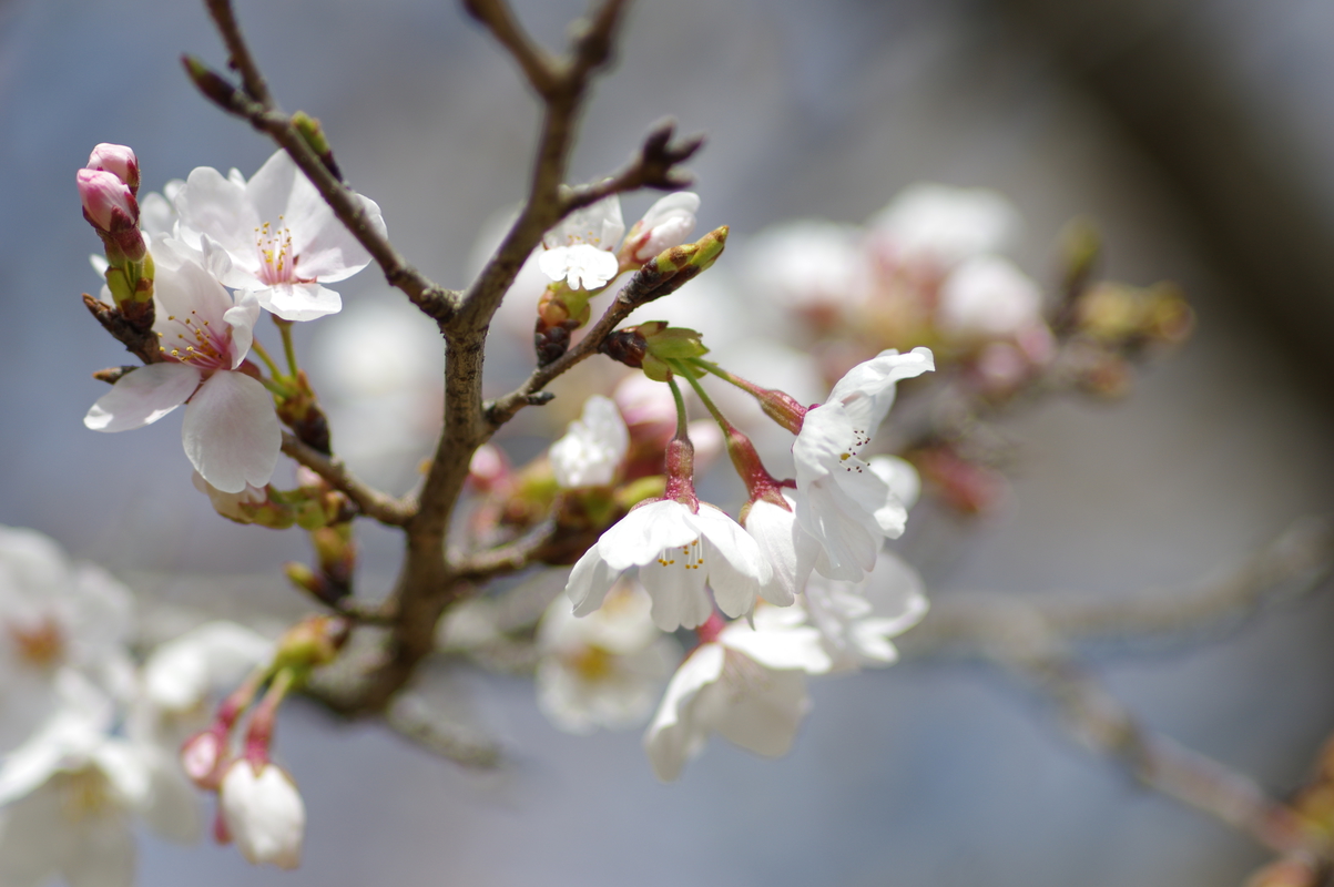 cherry_blossom2.jpg